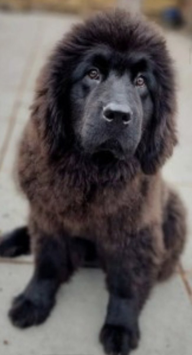 janice_adams3's tweet image. #GetBunnyhome 
A black female ONE YEAR OLD chipped #Newfoundland owners were prepping to show dogs at #Crufts

She would of been petrified, Is she still running/hiding. We need to know
BUNNYS FAMILY ARE BROKEN HEARTED 💔