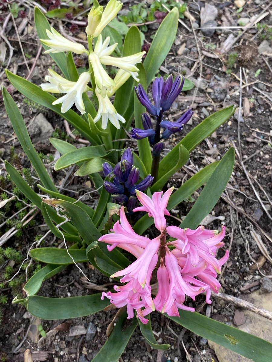 Hello #hyacinths.  #FirstDayofSpring 😁 #StJosephsDay