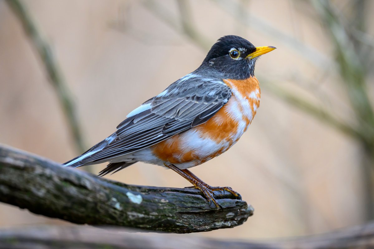 An American Robin with leucism - a partial loss of pigment - which causes the white feathers and beautiful patterns on this bird. He has been coming back to the park for at least three years and is often seen along the trails.