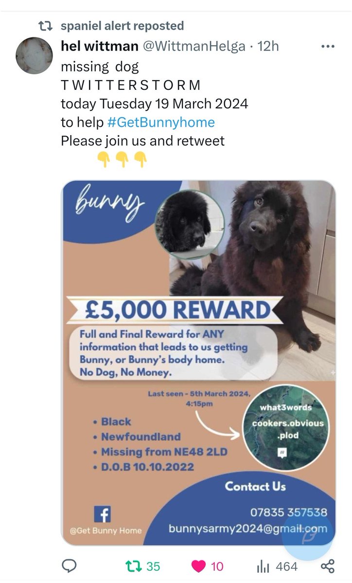HunnyJax's tweet photo. Know Someone, anyone, ❓❗who recently acquired a beautiful young #newfie #newfoundland like Bunny ?
Please #dotherighthing.
Mend her distraught family's 💔😭broken hearts.. End their #notknowing...
Will £5K help your decision  ❓❗Let's hope so
#bringBunnyHome 🙏 https://t.co/k1kEogqSwr