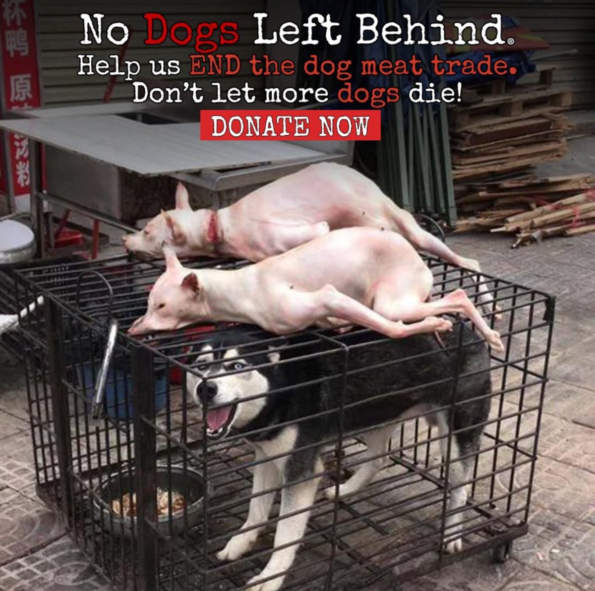 The cruelty to dogs in East Asia is horrific. Please don’t let more dogs die like this. The dog meat trade is 365 days a year. Please help us save lives now. Please donate at bit.ly/saveb4yulin2024 Every dollar makes a difference. 
#enddogmeattrade #enddogmeat #StopAnimalCruelty