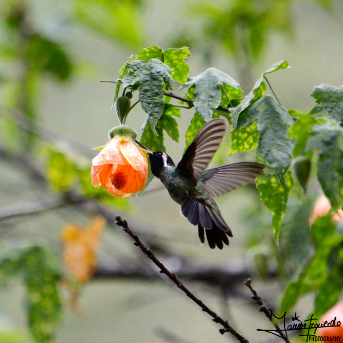 jaummingbird tweet picture
