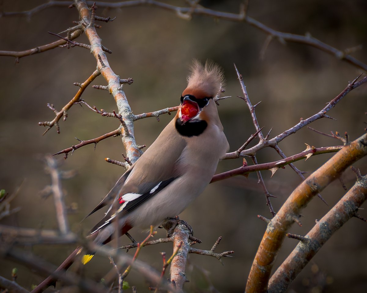 As I've only got out with the camera once this week, your going to have to have more Waxwings for #WildCardiffHour 😉