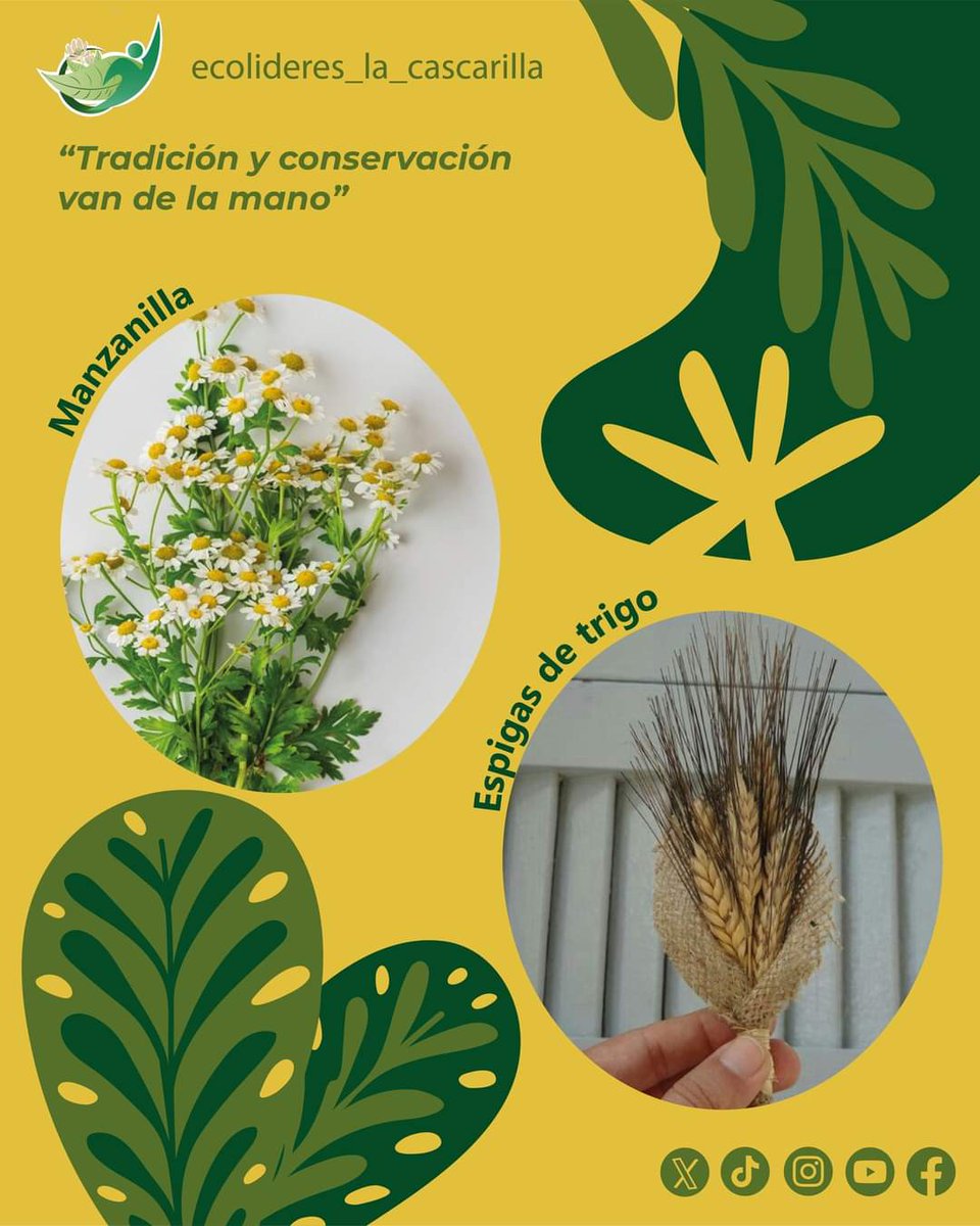 Fundación Ecolíderes “La Cascarilla” tweet media