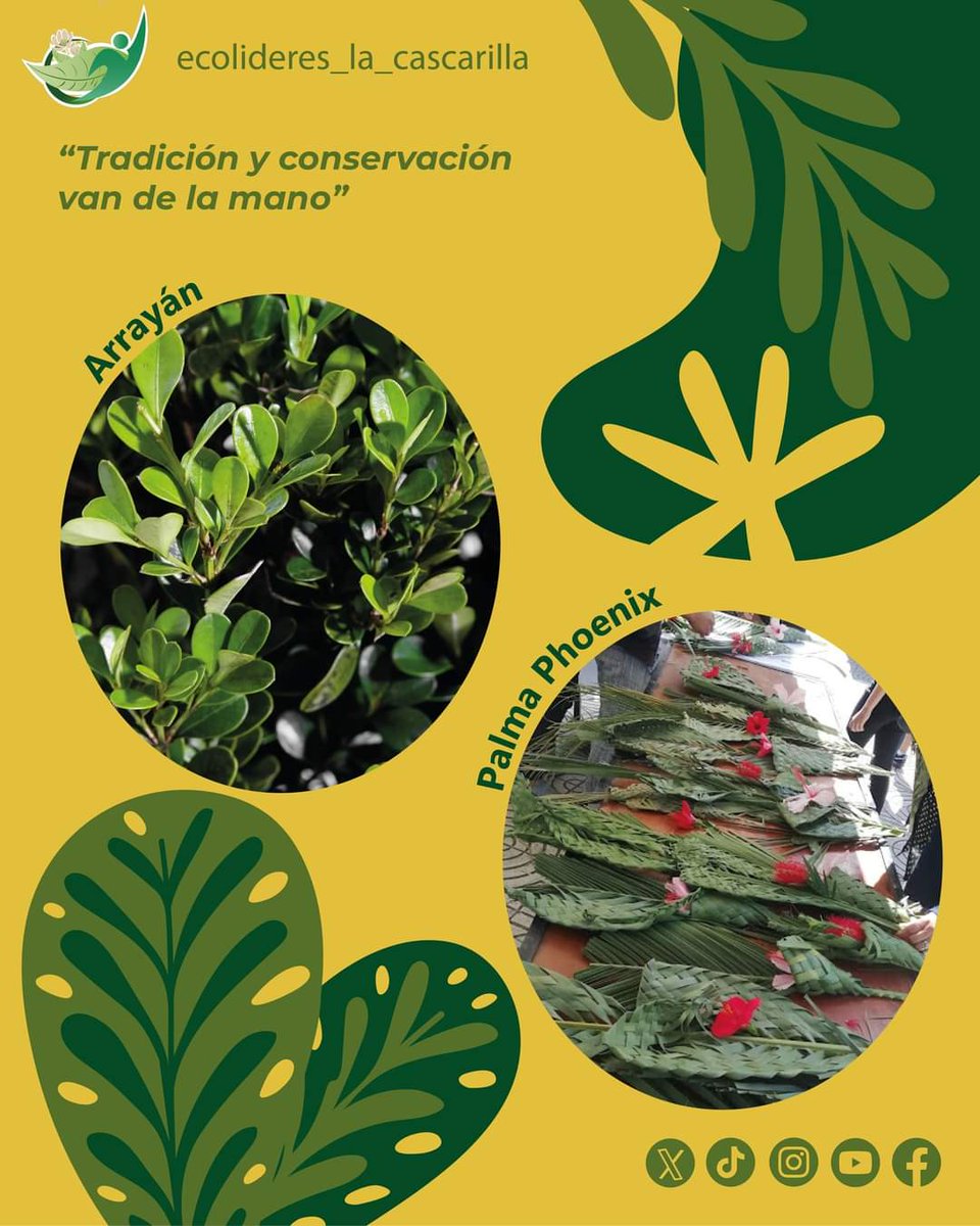Fundación Ecolíderes “La Cascarilla” tweet media