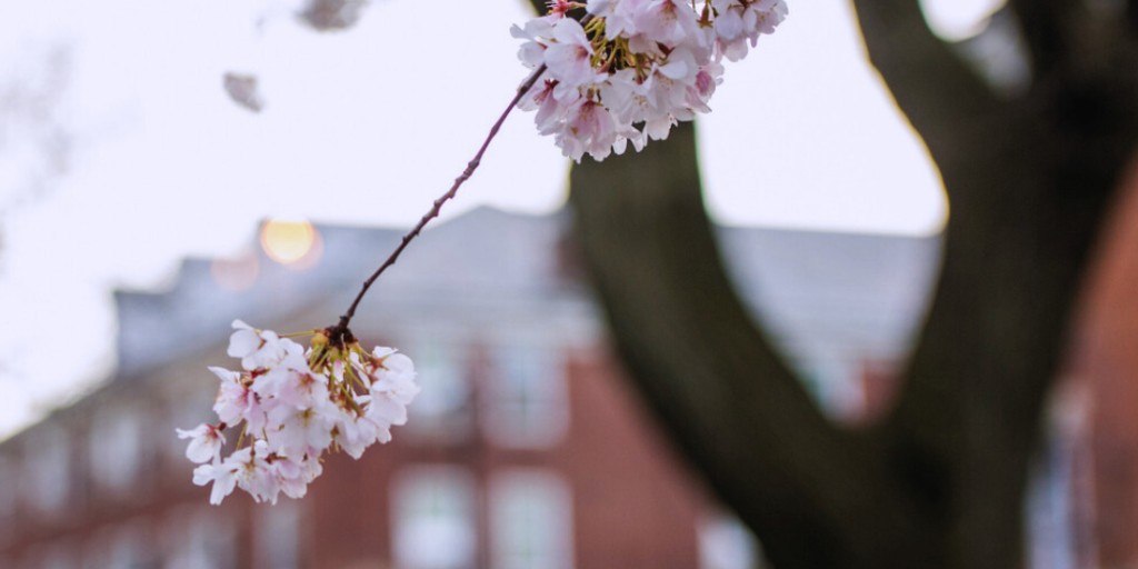 Spring it on 🌼 🌸🌷💐 Reply with your favorite part about springtime! #stevensinstituteoftechnology