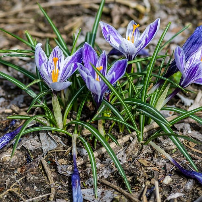 Uptowncollectiv's tweet photo. It's Spring Again....

📸: @opus1ny

https://t.co/yFQyER9fzq

#Spring #SpringNYC #TheGramUPTOWN #UptownLove #WashHts #Harlem #Inwood #InTheHeights #Dyckman #ElBronx #WashingtonHeights #PlanetUptown #UptownCollective #UptownCollectiv #FortTryonPark #UptownParks https://t.co/JOswqFFqhF