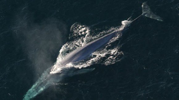 perexp_'s tweet photo. 🔴 Breaking: Blue whale genome sequenced! Shows high genetic diversity, crucial for conservation efforts. 🐋 #Genetics #MarineScience
