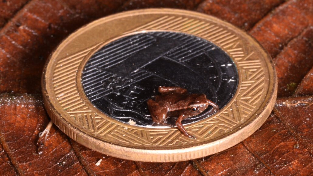 perexp_'s tweet photo. 🐸 It's tiny! Brazilian flea toad wins the title of world's smallest vertebrate at just 7 millimeters long! #GuinnessWorldRecord