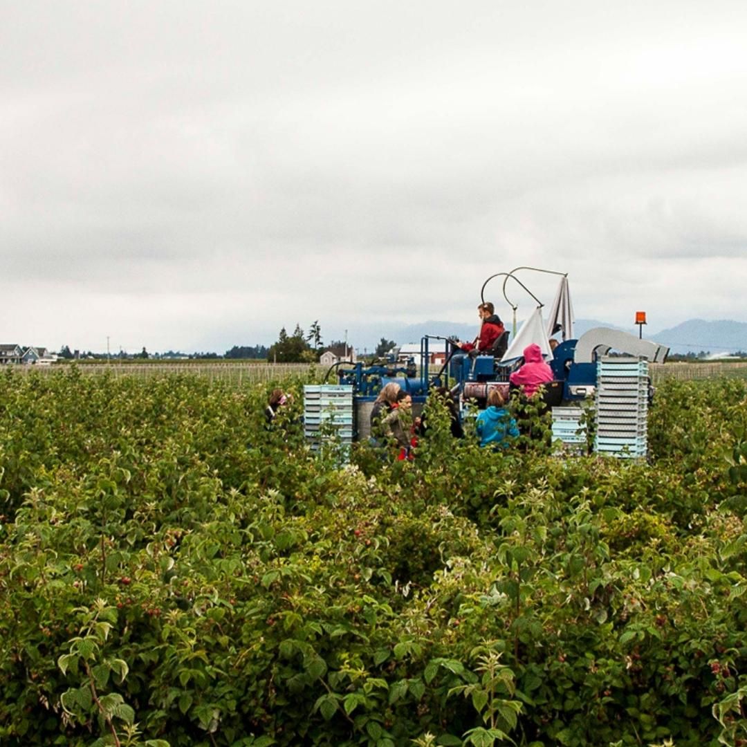 As we celebrate National Agriculture Day, we want to send a special thank you to all our hardworking raspberry farmers here in Washington state! America has a rich history of agriculture, and we're proud our farmers grow 90% of the domestic frozen red raspberry crop.