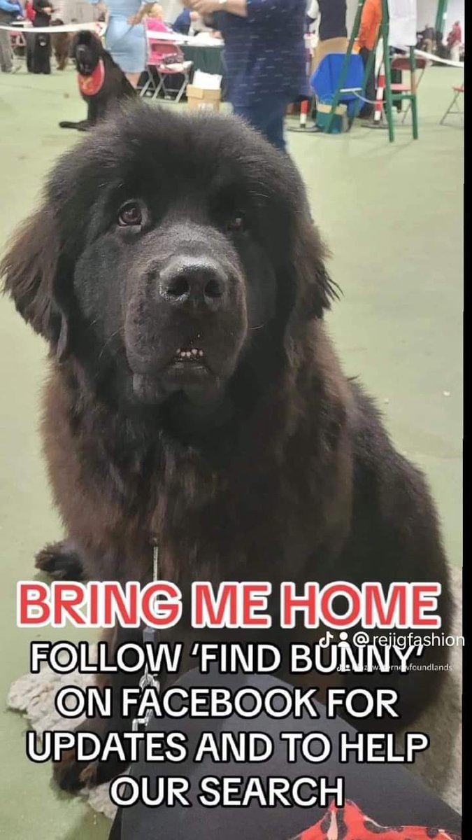 rosiedoc666's tweet image. #GetBunnyhome 

CHASED BY PEOPLE SHOUTING ON QUADS - she was running scared 
WHO SAW? 
Bunny we are looking lady and if we can we will find you sweetheart 
#BunnysArmy 
#Hexham 5/3/24