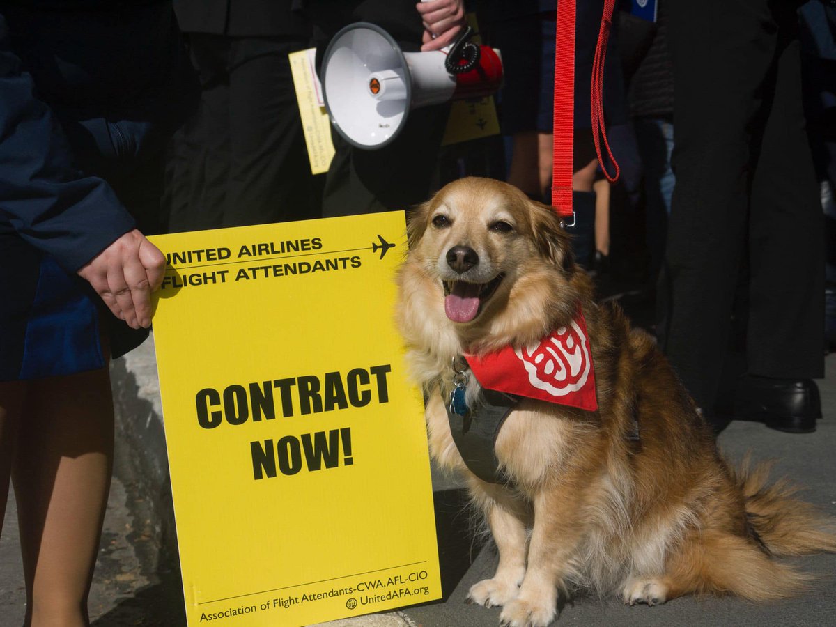 Reply with your union pet pics. 📸