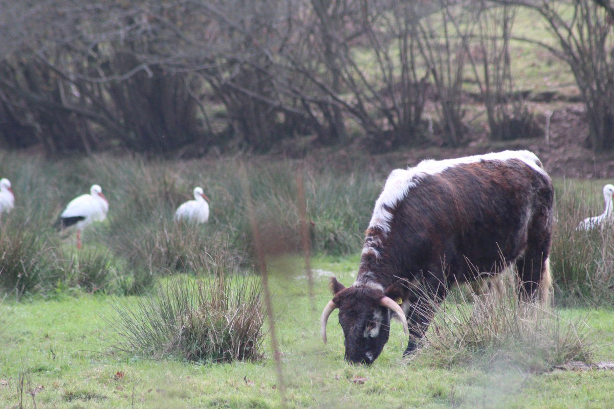 Izzy_Bridges's tweet photo. I thoroughly enjoyed working on a group project about @KneppWilding last semester for my #rewilding module.

It was interesting to learn how large herbivores have created a kaleidoscope of complex habitats that differ between blocks as a result of different assemblages. 🐄🐖🌿 https://t.co/17C9JxByKo