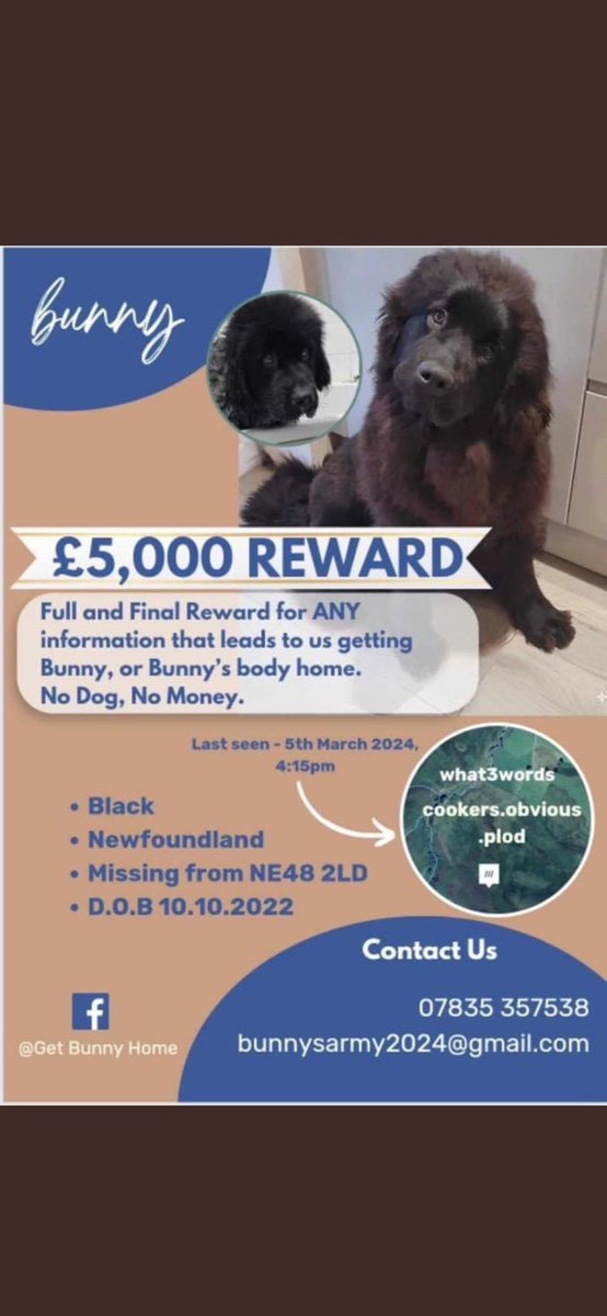 Dogs of Tooting 1 tweet media