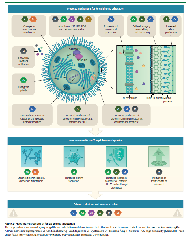 martinhoenigl's tweet photo. 🔥📰
Impact of Climate Change &amp; Natural Disasters on Fungal Infections
@LancetMicrobe 

🙏🏻 to Drs Kontoyiannis &amp; Wurster
@seidel_dani  @JeffreyJenks5  @GangneuxJp  @MatthiasEgger11 @Ana_Alastruey @RosanneSprute @CornelyOliver @AnuradhaMyco @GRThompsonMD 

https://t.co/E1Bk0vsvG8 https://t.co/gwKubFFfPz