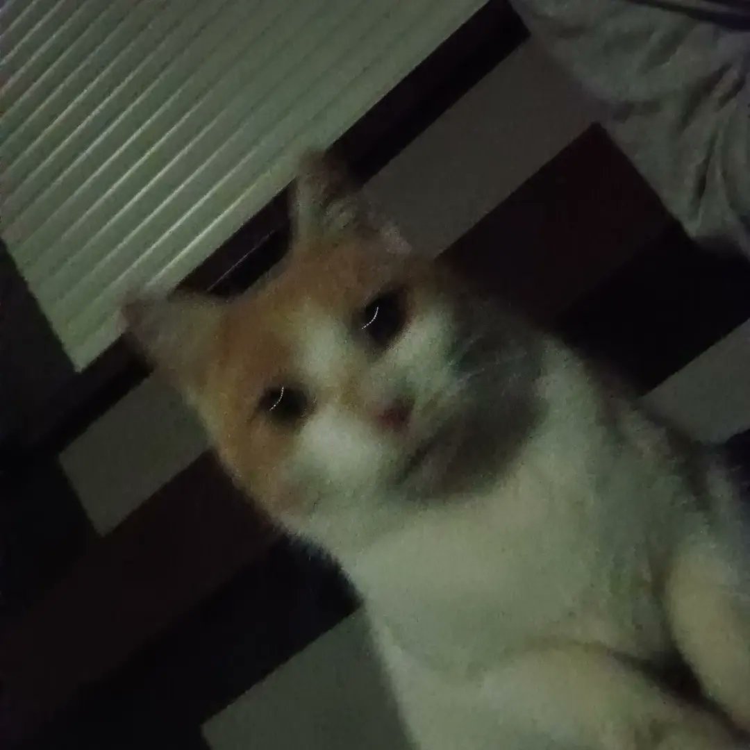 Xhowbxehsiwhx's tweet photo. @weirdlilguys Kicia 🥰 https://t.co/EbMRrOTMhK