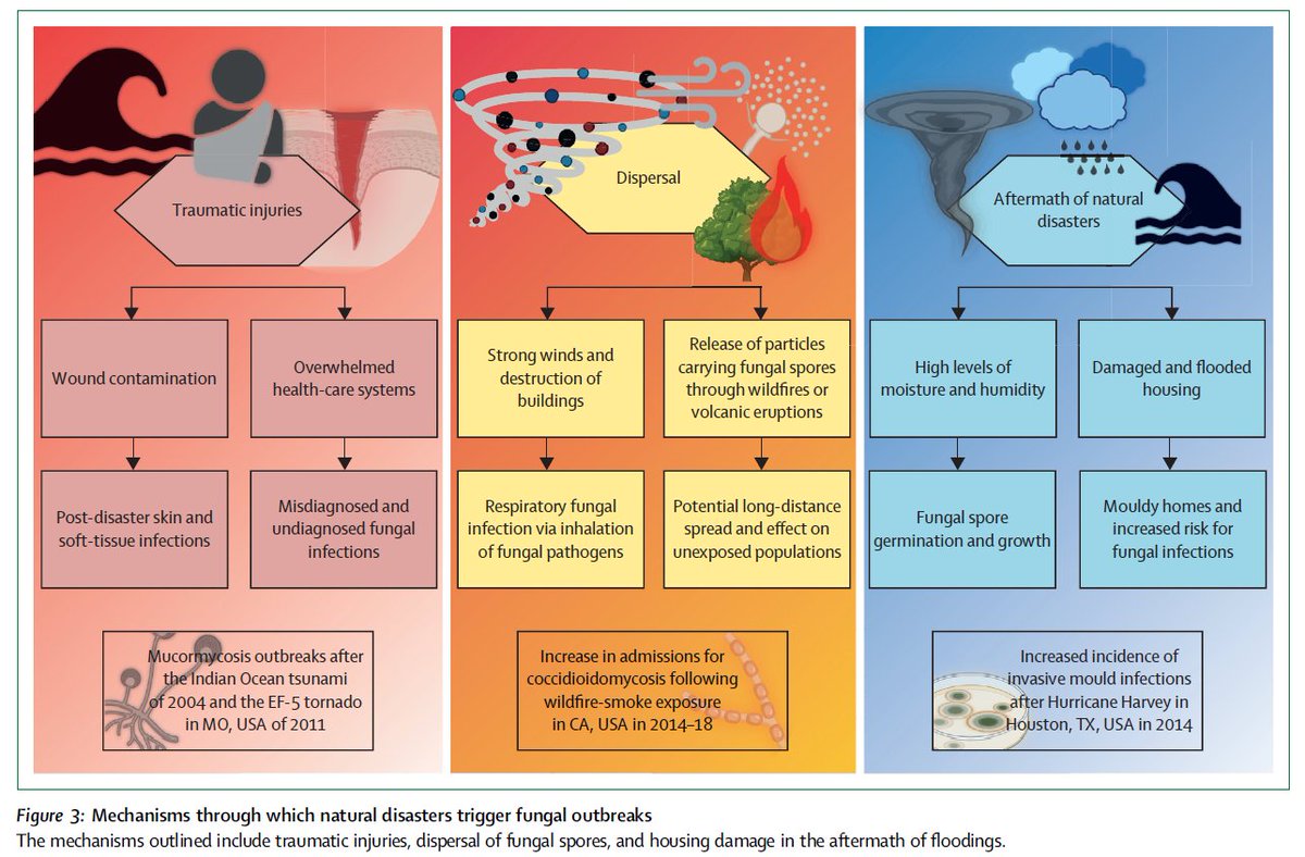martinhoenigl's tweet photo. 🔥📰
Impact of Climate Change &amp; Natural Disasters on Fungal Infections
@LancetMicrobe 

🙏🏻 to Drs Kontoyiannis &amp; Wurster
@seidel_dani  @JeffreyJenks5  @GangneuxJp  @MatthiasEgger11 @Ana_Alastruey @RosanneSprute @CornelyOliver @AnuradhaMyco @GRThompsonMD 

https://t.co/E1Bk0vsvG8 https://t.co/gwKubFFfPz