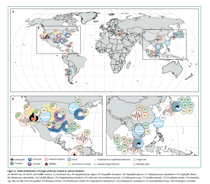 🔥📰 Impact of Climate Change & Natural Disasters on Fungal Infections @LancetMicrobe 🙏🏻 to Drs Kontoyiannis & Wurster @seidel_dani @JeffreyJenks5 @GangneuxJp @MatthiasEgger11 @Ana_Alastruey @RosanneSprute @CornelyOliver @AnuradhaMyco @GRThompsonMD authors.elsevier.com/sd/article/S26…