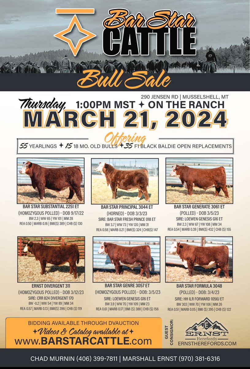 If you're looking for front end Hereford. Give this sale a look. Definitely, put some style and ass in them. #Agtwitter #Hereford