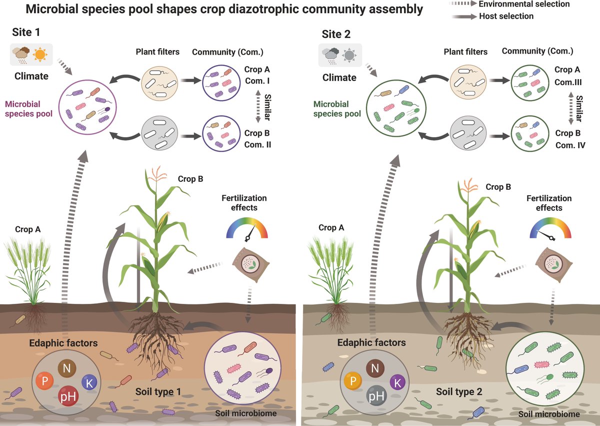Microbial species pool-mediated diazotrophic community assembly in crop microbiomes during plant development -in @mSystemsJ journals.asm.org/doi/10.1128/ms…