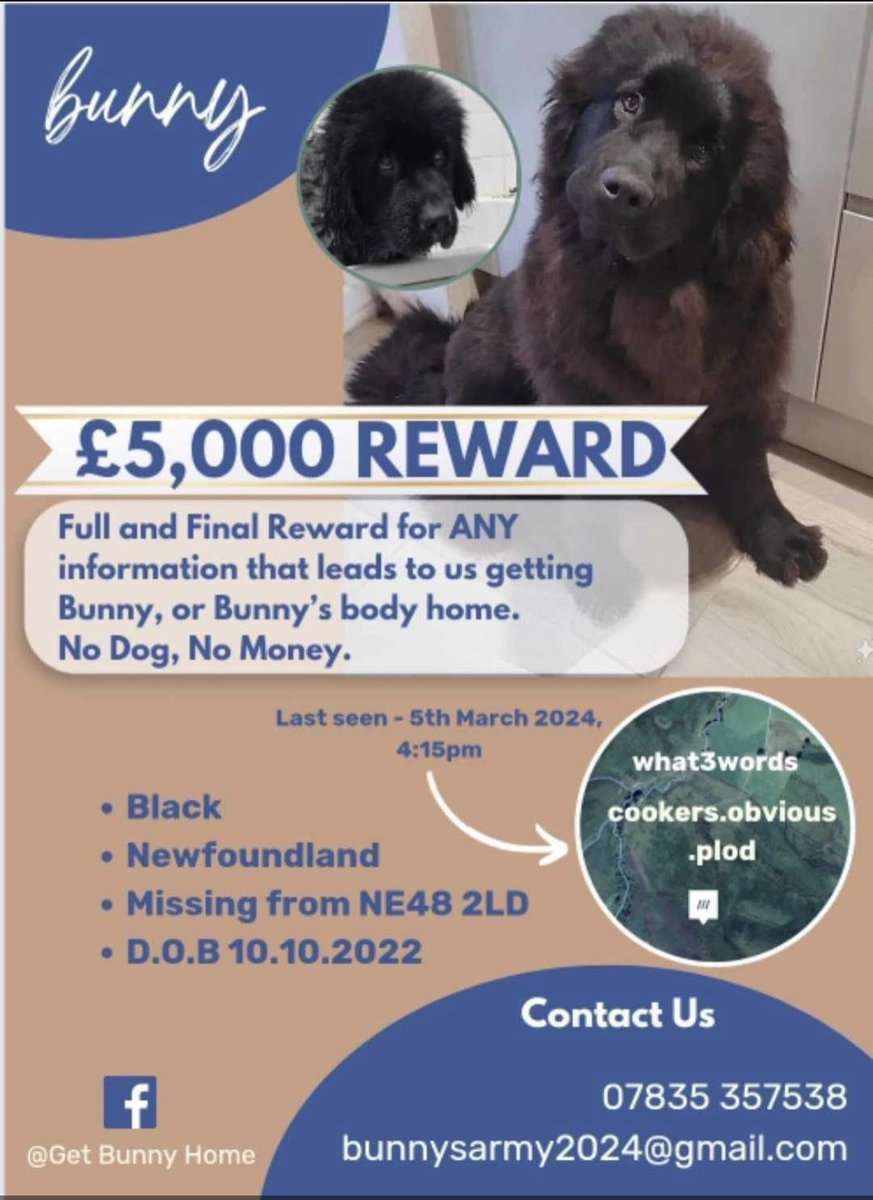 yocker_jnr's tweet photo. Please share this post far and wide. 
A young and timid Newfoundland puppy has been chased away from her home by people on quad bikes. The owners are desperately searching for her. 

#GetBunnyhome 
#NewcastleUnited 
#BunnysArmy 
#ThisMorning 
#reallorraine
#clairebalding https://t.co/TxGDRR4Atk