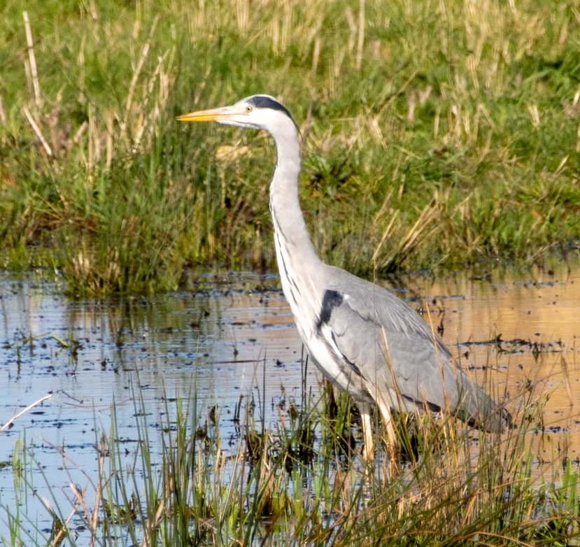 The stunning plumage of the Grey Heron.