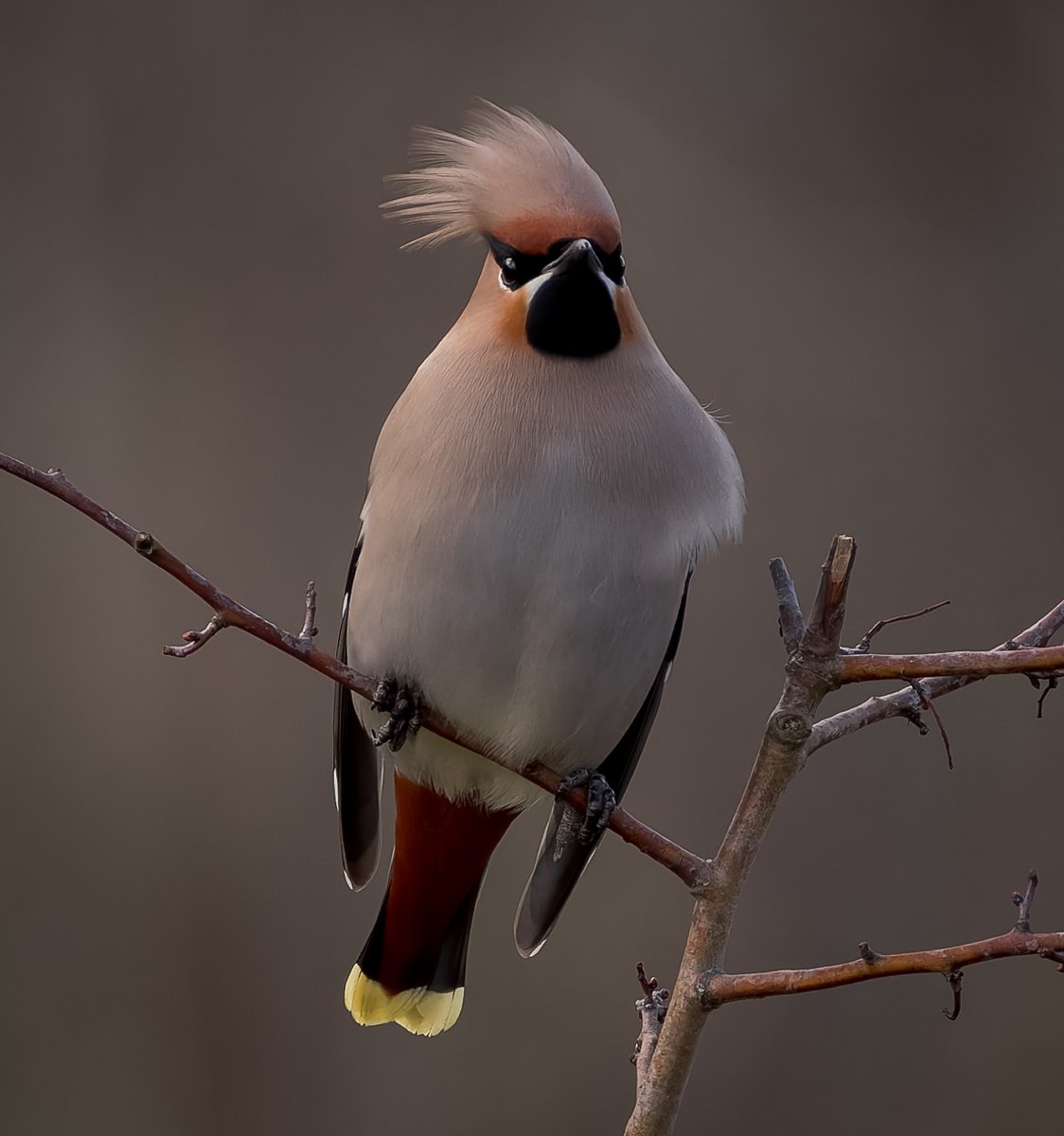 It was a joy to catch back up with the Waxwings one last time after seeing them way back in January ~ so here's my last for this weeks #WildCardiffHour & they are still at Cosmeston Lakes if anyone wants to go and catch them before they head home 😎