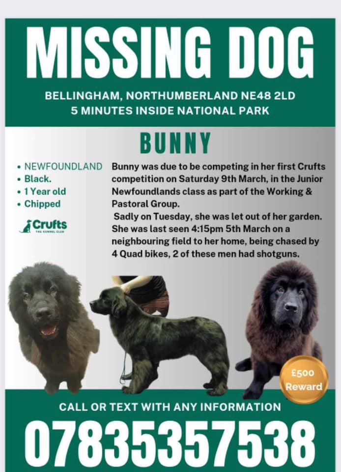 #CollieLovers please could you rt for BUNNY? A TWITTERSTORM is happening now to help #GetBunnyhome She was chased by 4 QUADBIKES 5/3/24 #Bellingham #HEXHAM one of these ppl had a g.u.n 😓 SHES VANISHED - yes a big dog like her 🤦🏻‍♀️ she must of been terrified @antanddec @HunnyJax