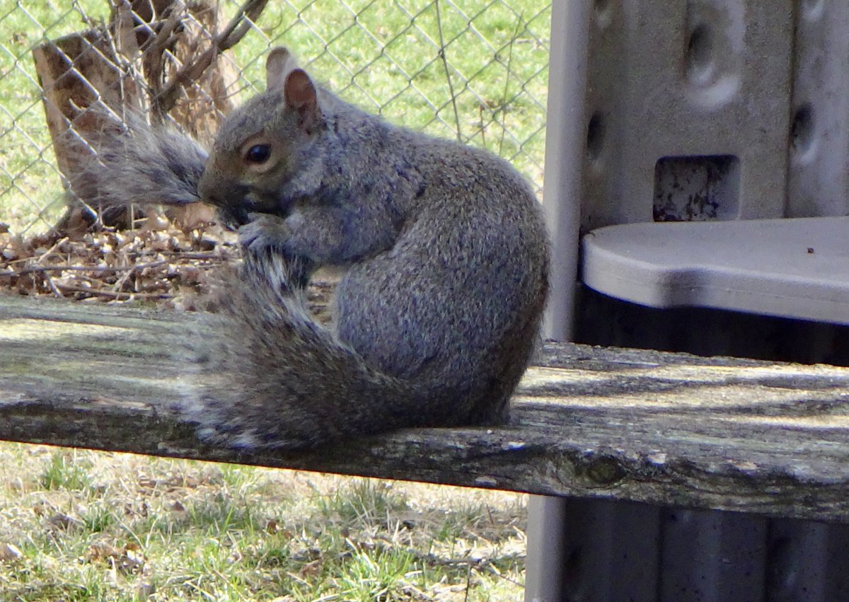 602Shaffer's tweet photo. Time to get sickening! (In this case: tick-free and fluffy!) #squirrel #squirrels #LetsGetSickening #pretty #PrettySquirrel https://t.co/VvdfjCFGxv