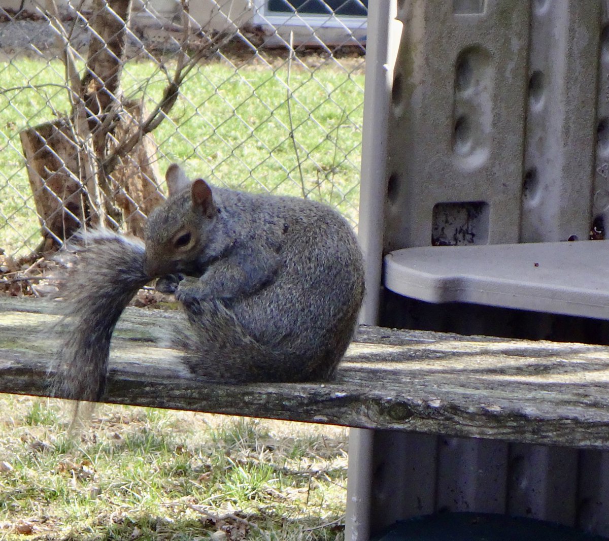 602Shaffer's tweet photo. Time to get sickening! (In this case: tick-free and fluffy!) #squirrel #squirrels #LetsGetSickening #pretty #PrettySquirrel https://t.co/VvdfjCFGxv