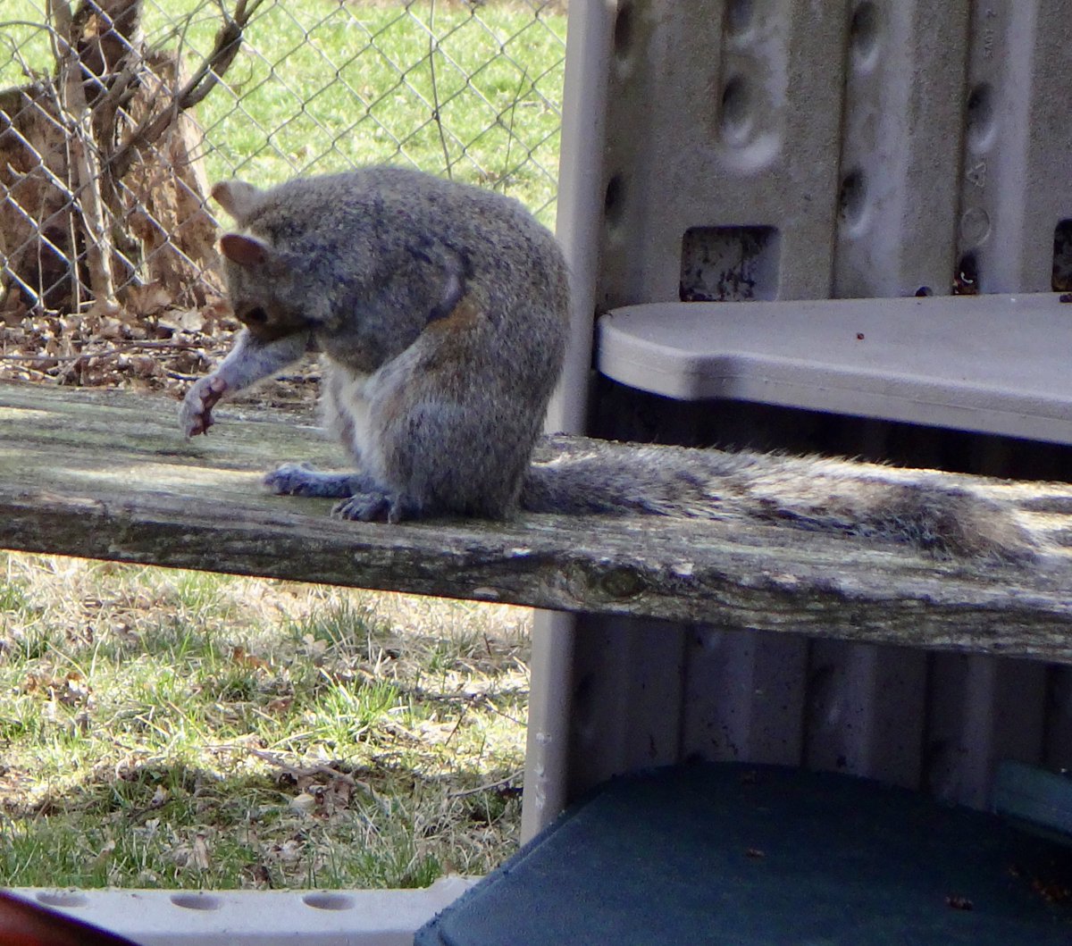 602Shaffer's tweet photo. Time to get sickening! (In this case: tick-free and fluffy!) #squirrel #squirrels #LetsGetSickening #pretty #PrettySquirrel https://t.co/VvdfjCFGxv