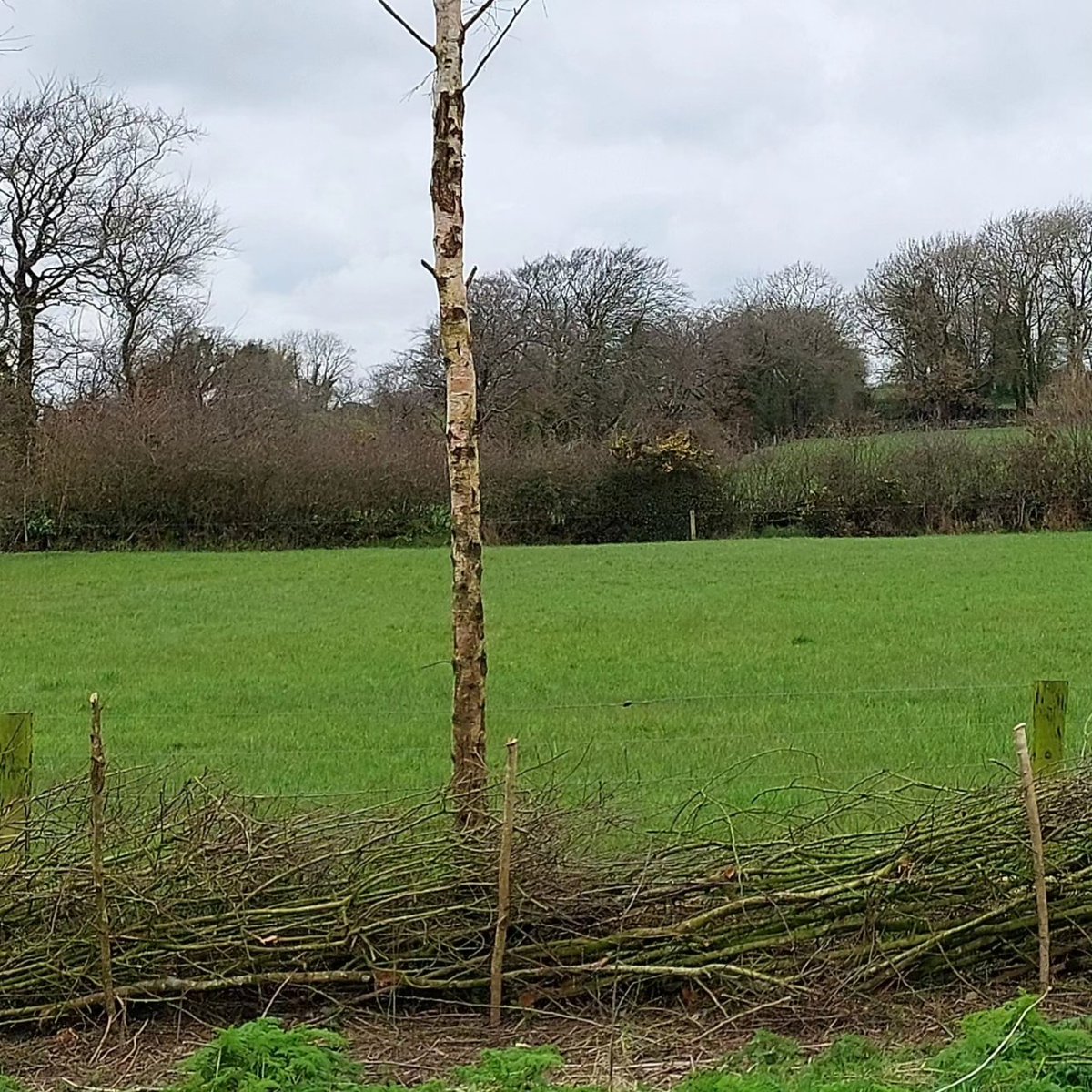 Last bit of hedgelaying of Spring '24 is out in bud @hedgerows_ie
