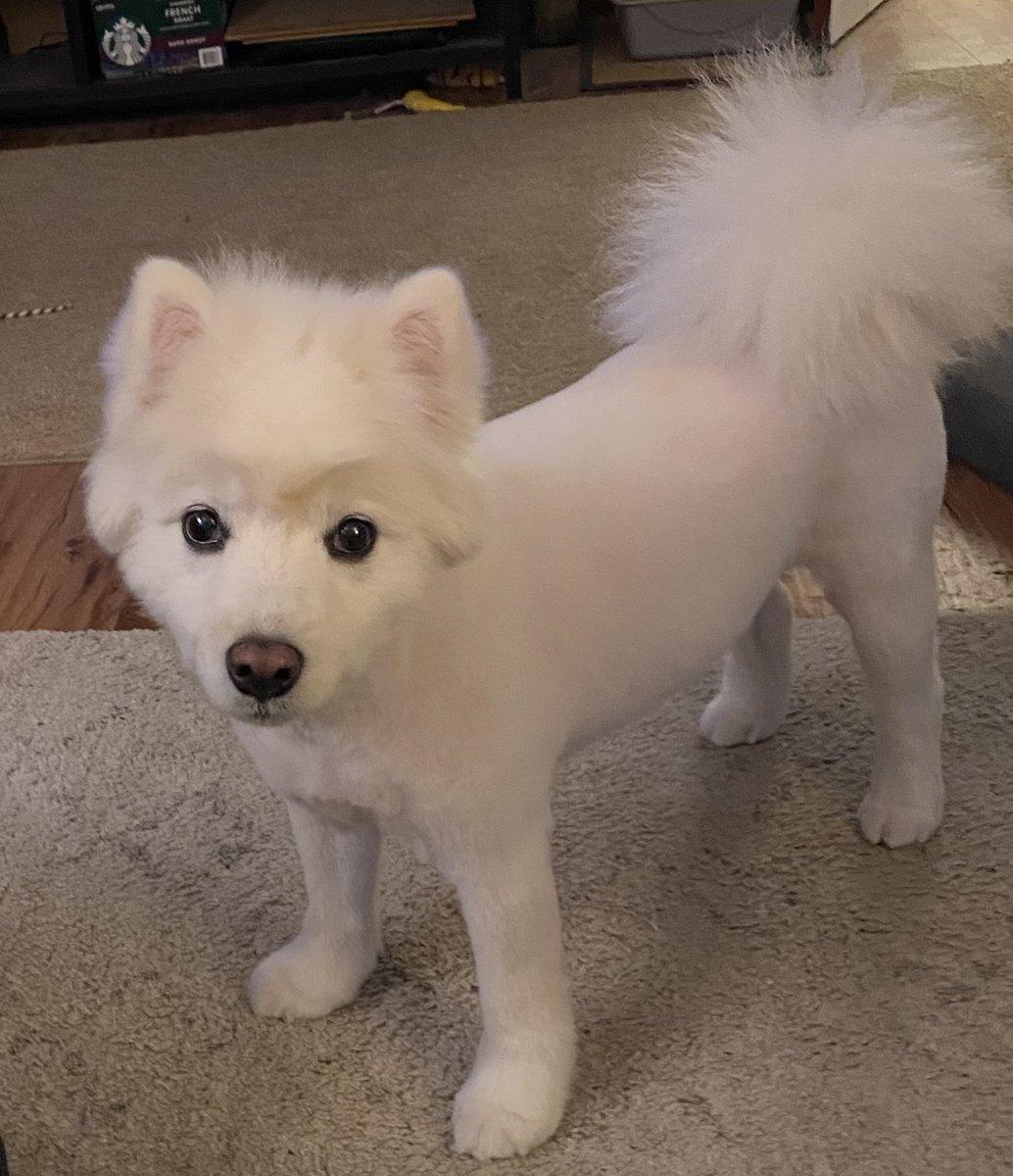 Mom says you like me, so here is another picture! I just got a haircut!!😃❤️
