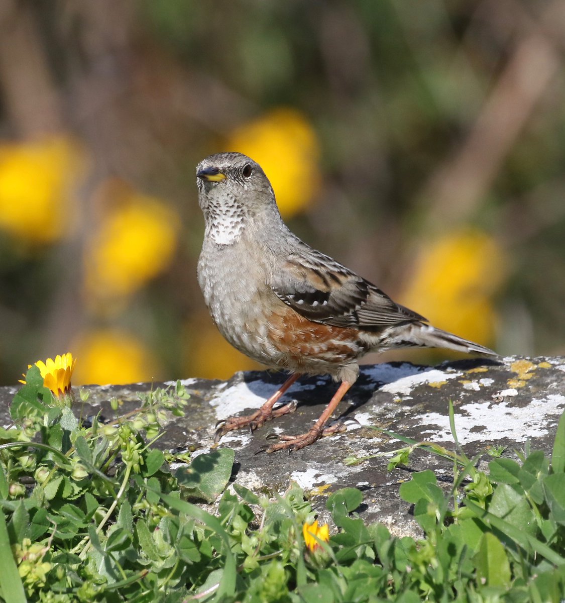 Very close encounter with Alpine Accentors in Provance last week! When birds fly to you!