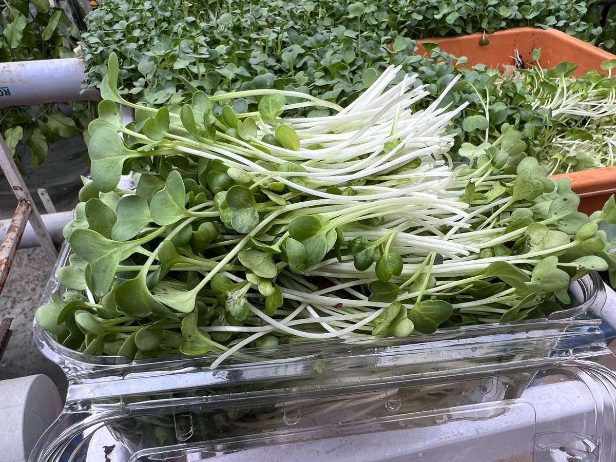 Hydroponic58044's tweet photo. "Vibrant microgreens: nature's miniature marvels bursting with flavor and nutrients. From kale to radish, these tiny powerhouses pack a punch in every bite.

#pune #punecity #microgreens #microgreen #ordernow #order #exotic #vegetarian #vegan #food #farmwala https://t.co/3qcipCDYHp