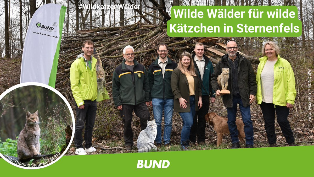 BUND-Projekt verbessert Lebensraum für die Europäische #Wildkatze im Naturpark Stromberg-Heuchelberg: Projekt "#Wildkatzenwälder von morgen" schafft mehr Verstecke für die seltenen Tiere in Sternenfels. Mehr Infos 👉 bund-bawue.de/service/presse…