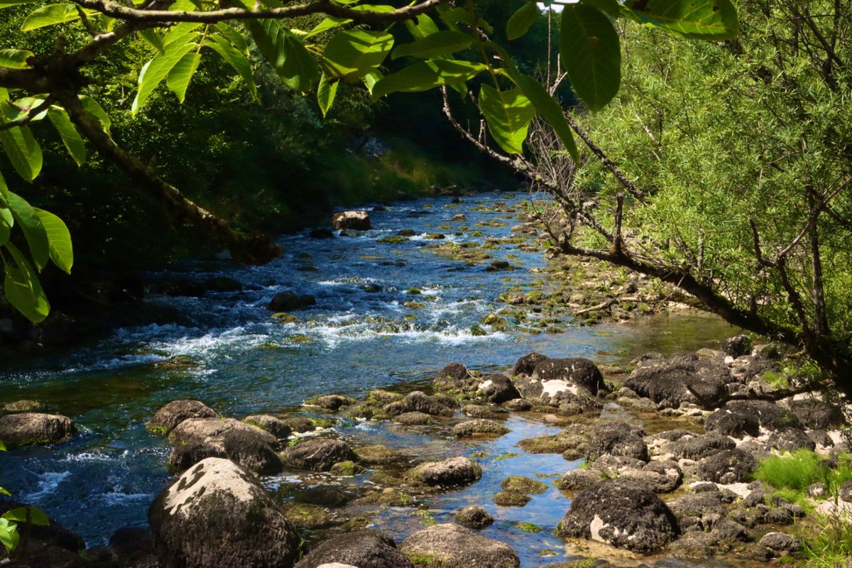 CG_photo's tweet photo. Beautiful nature

#Swiss #switzerland #nature #summer #forest #river https://t.co/7Q5d9LkJ4u
