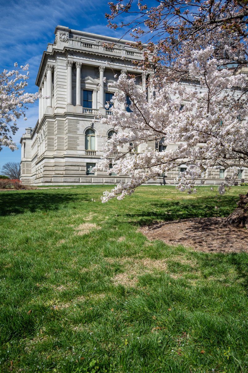 The #USCapitol cherry blossoms are out for a sunny, but chilly, 1st day of spring in D.C.! ☀️🌸 #BloomWatch