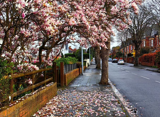 Blossom blooming in Penarth, Vale of Glamorgan #welshpassion courtesy @MandhariNadezna #peoplewithpassion