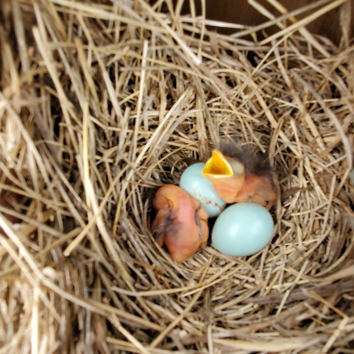 Spring is in full swing! What are you looking forward to this season? 📷 Bluebird chicks at Eisenhower State Park in north Texas #FirstDayOfSpring