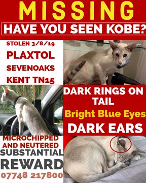 Have you seen a distinguished cat like this on your travels or your daily route in your neighbourhood? If so, please try to take some pics on your phone and post them to @FindKobe, initially missing from the #Sevenoaks area but, if stolen, could be Anywhere in the Country!