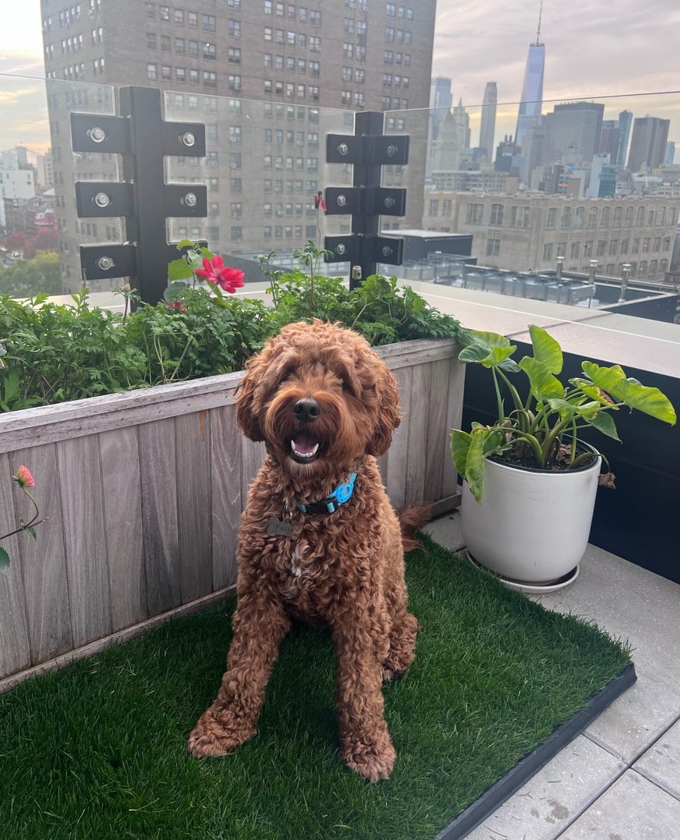FreshPatch's tweet image. It's all smiles for #FreshPatchPup @felix_thefloof 🐶🌱⁠
⁠
#goldendoodle #citypup #nyc