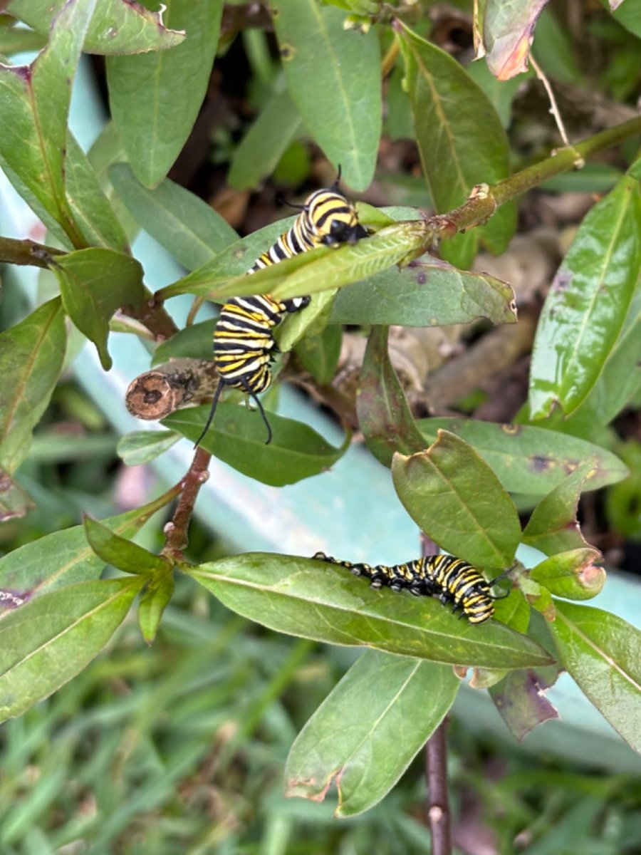 A new #monarchbutterfly larvae sighting from the community on @journeynorthorg! Two butterflies in the making, growing up through March! journeynorth.org/sightings/quer… @PKuperArt #Ruins #SelfMadeHero #monarch #butterflyconservation #indiecomics