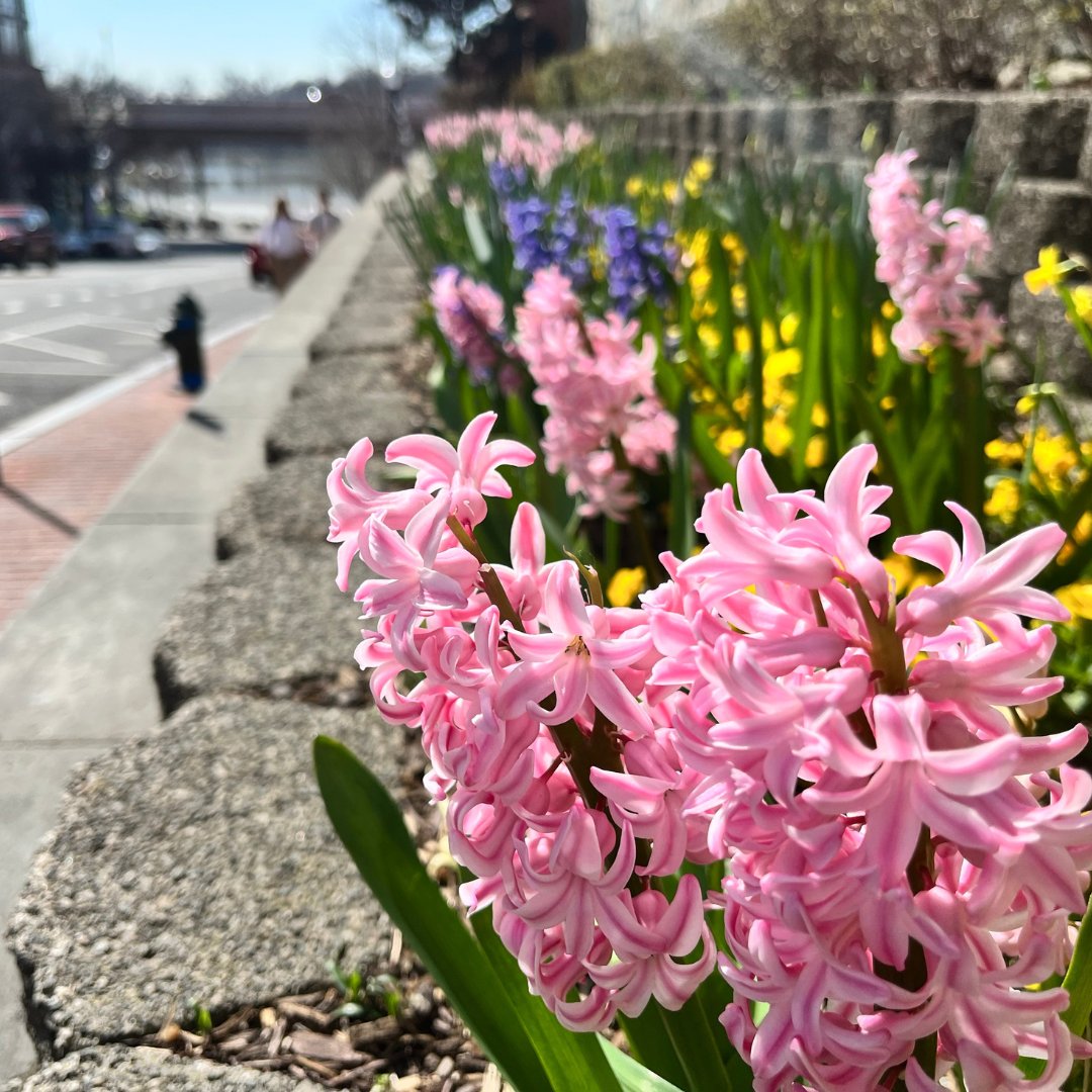 Spring has arrived in Georgetown! Check out these photos taken by our Director of Public Space and Certified Arborist, Matt Millage. 💐 🌷 🌼