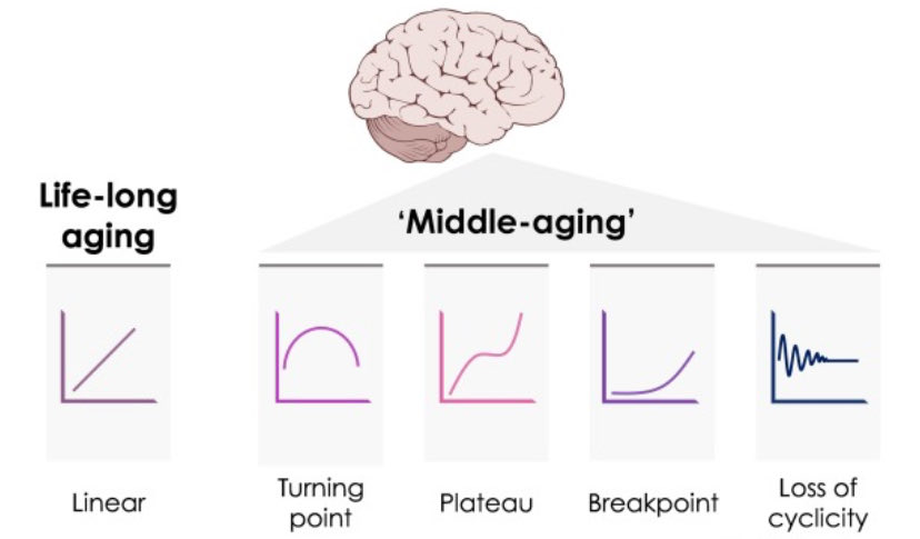 I am very proud to have contributed to this work highlighting the importance of studying the brain during middle age, a critical window for future cognitive decline. Thanks to Sebastian Dohm-Hansen, @LucassenPJ @yvonnemnolan and others! sciencedirect.com/science/articl…