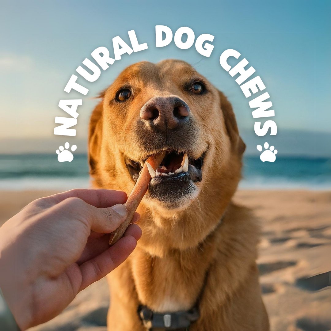 ✅Train and Treat: Ready to impress? Use natural chews as rewards for good behavior! It's like a tasty high-five for being a good boy or girl!

Make the switch today and let's chew the day away 🐶✨ Subscribe and save 10% + FREE shipping 💚 Learn more naturegnaws.com/blogs/news/why…