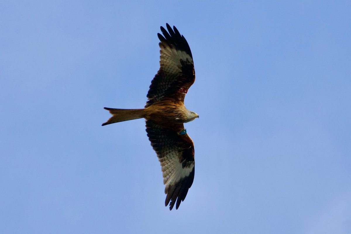 Come to Avoca on Sun 24 March to see @RedKitesIreland coming to roost at dusk. After a walk in Kilmagig Wood to see woodland birds, we return to the village centre to see the kites circle over before roosting above the valley. Meet:- St Patrick’s Church car park, Avoca @ 4.00pm
