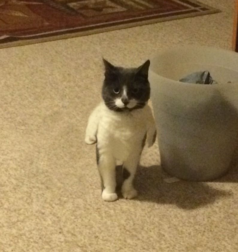 Why you should have a cat tweet media