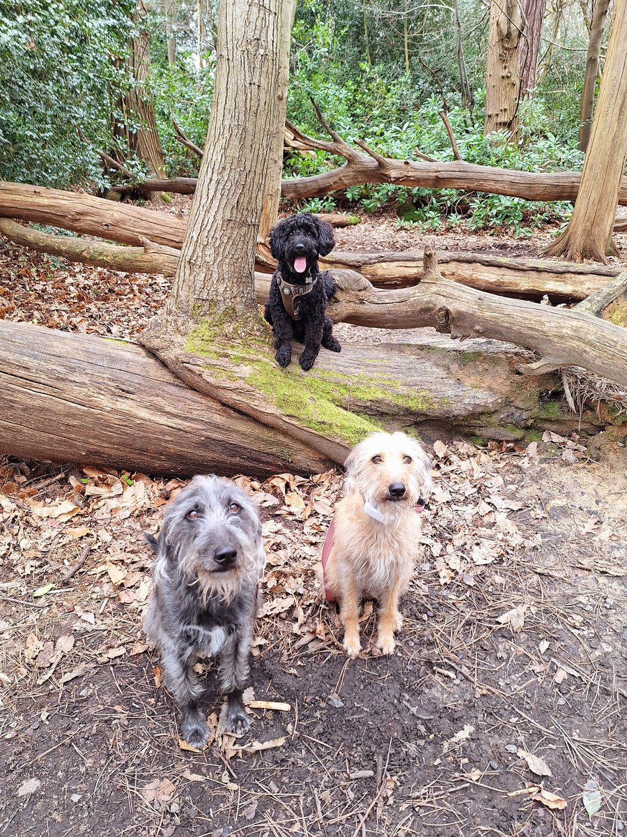 Katie's Paws and Chores tweet media