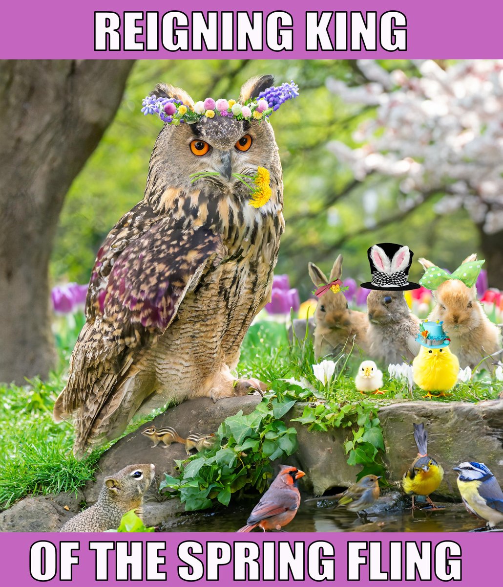 nicoleblairart's tweet photo. THE OG of being SPRUNG. Spring has sprung and so did #flaco! Happy first day of Spring, everybody! #NewYorkCity #CentralParkNYC #CentralParkpark #HappySpring #SpringFling #flacotheowl @flaco_theowl #FlacoForever @BirdCentralPark #birdcpp @centralparkzoo @StellaH07773809 @Hanabi_NYC @davidlei @jacquelineUWS @DiveArtist @Above96th